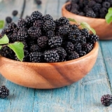 Šta se može napraviti od kupina - 19 recepata